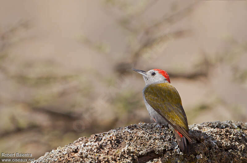 Eastern Grey Woodpecker male adult, identification