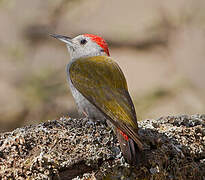 Eastern Grey Woodpecker