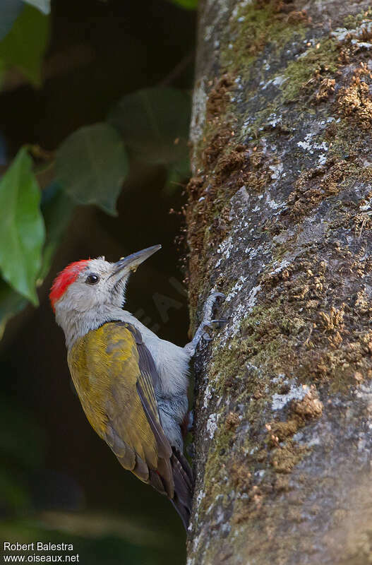 Eastern Grey Woodpecker male adult, identification