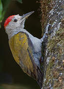 Eastern Grey Woodpecker