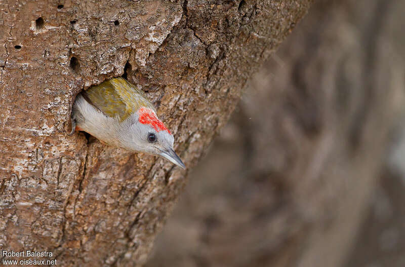Eastern Grey Woodpecker male adult, Reproduction-nesting