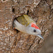 Eastern Grey Woodpecker