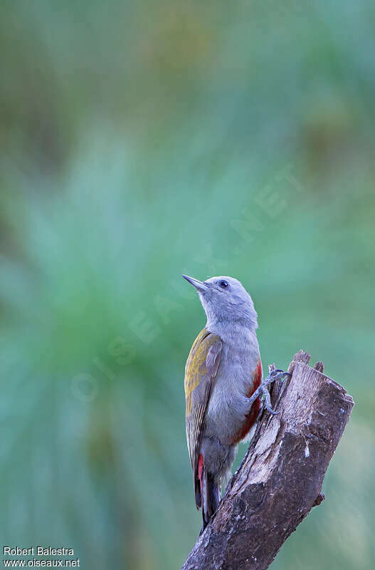 Eastern Grey Woodpecker female adult