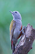 Eastern Grey Woodpecker