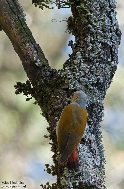 Eastern Grey Woodpecker female