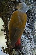 Eastern Grey Woodpecker