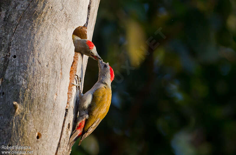Eastern Grey Woodpecker, Reproduction-nesting