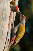 Eastern Grey Woodpecker