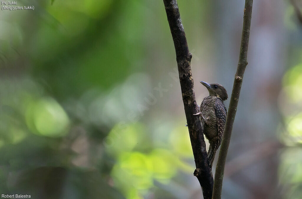 Buff-necked Woodpecker