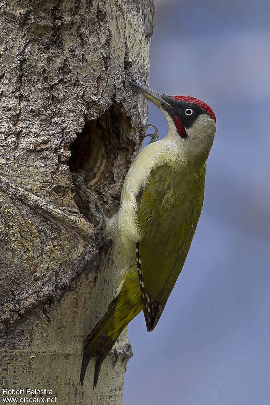 European Green Woodpecker male adult breeding, Reproduction-nesting