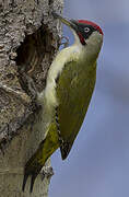 European Green Woodpecker