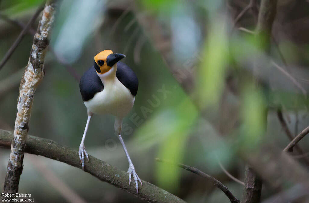 White-necked Rockfowl, identification