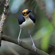 White-necked Rockfowl