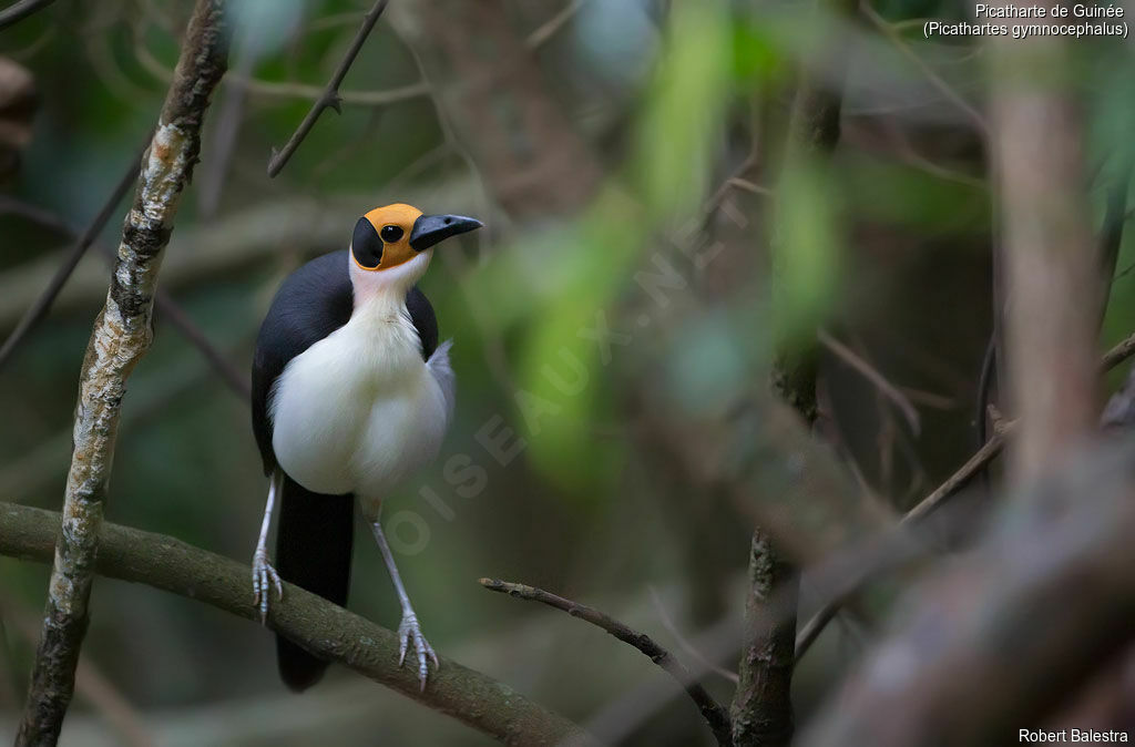 White-necked Rockfowl