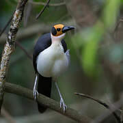 White-necked Rockfowl