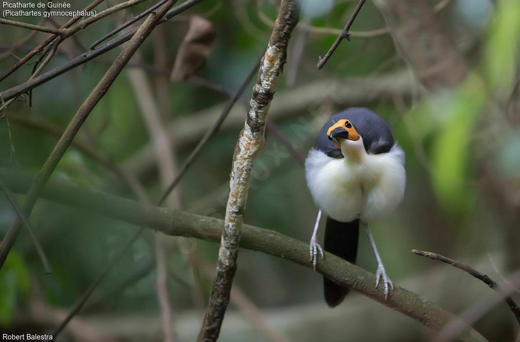 White-necked Rockfowl