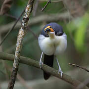 White-necked Rockfowl