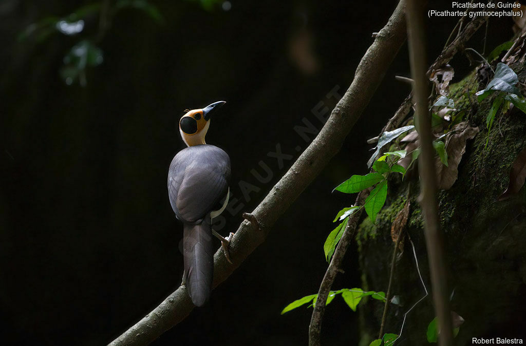 White-necked Rockfowl