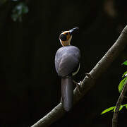 White-necked Rockfowl