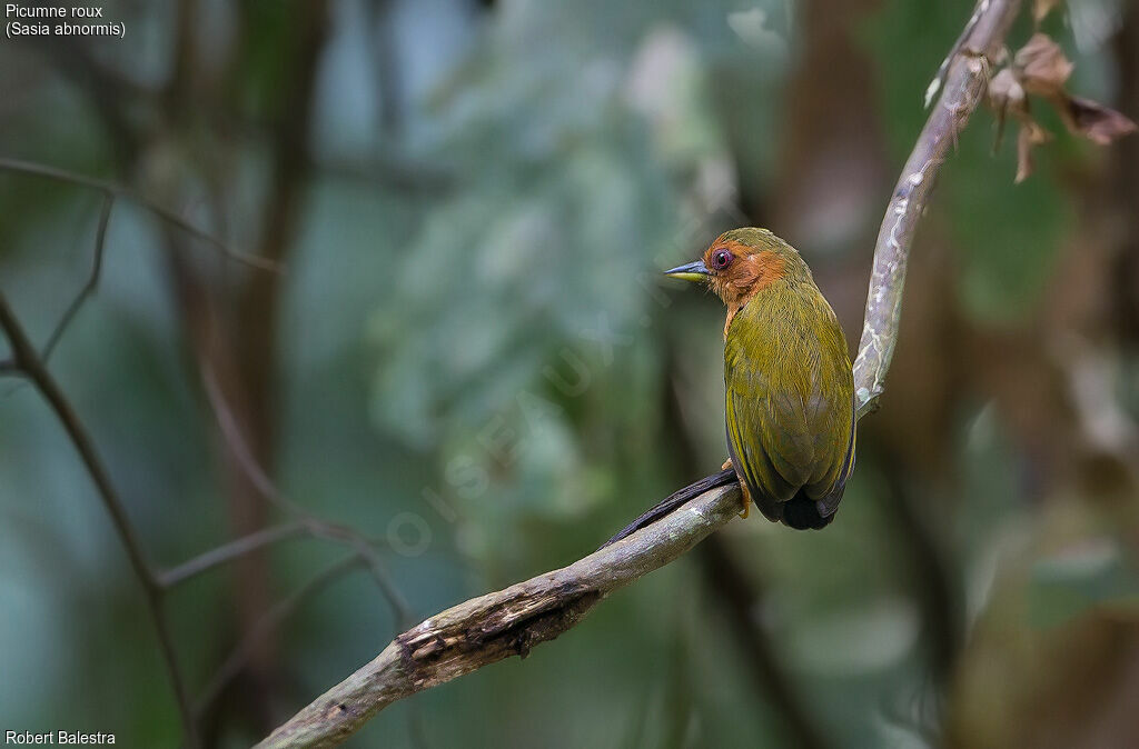 Rufous Piculet