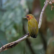 Rufous Piculet