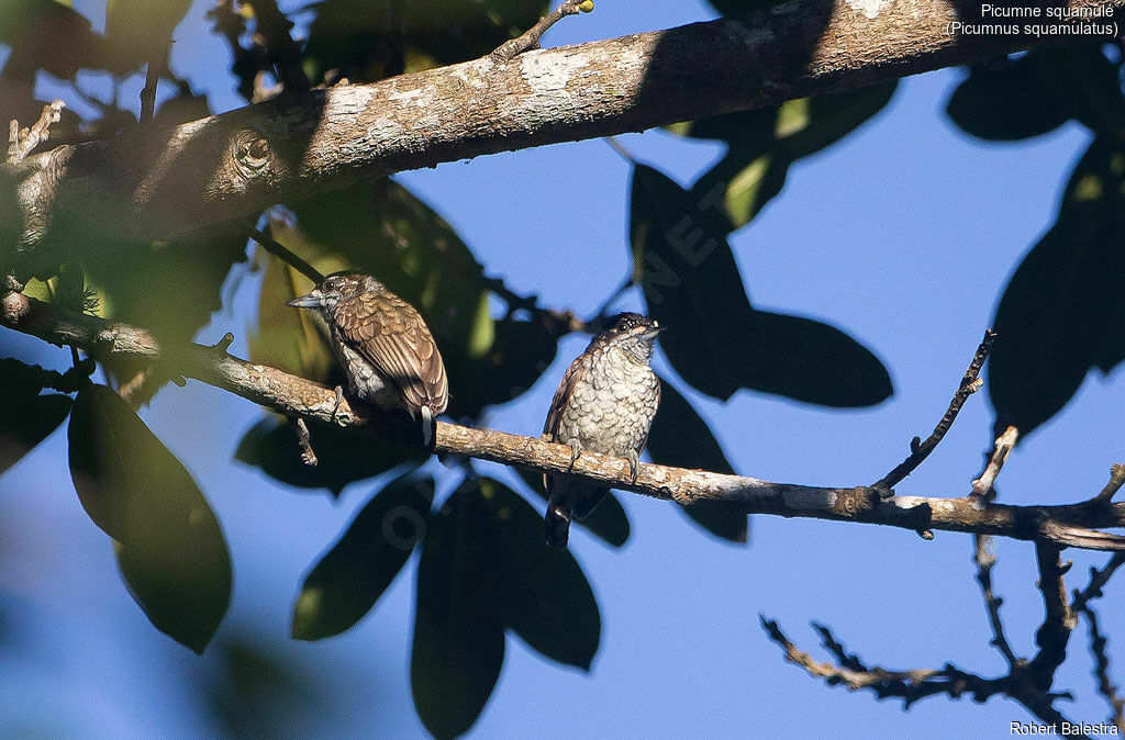 Scaled Piculet