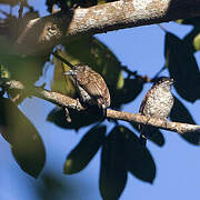 Scaled Piculet