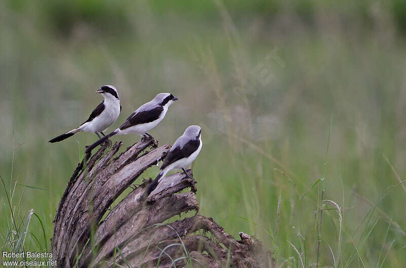 Grey-backed Fiscal