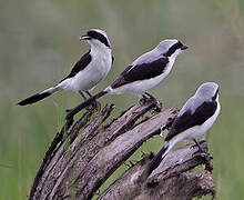 Grey-backed Fiscal