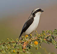 Grey-backed Fiscal