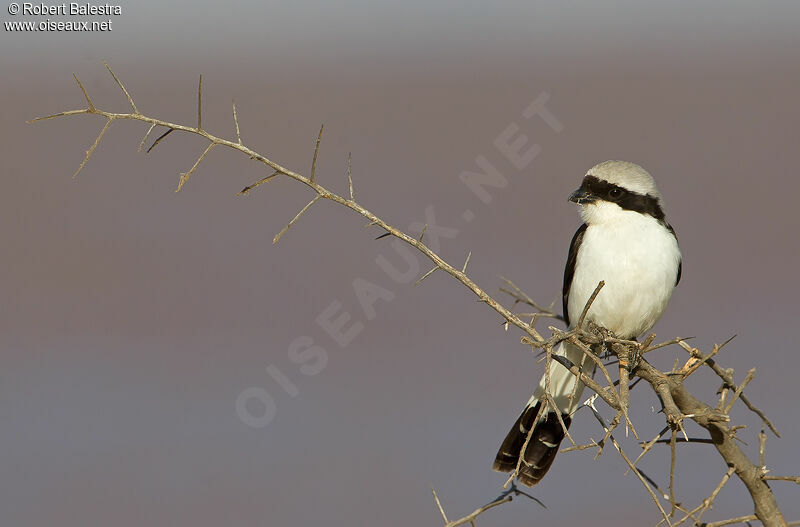 Grey-backed Fiscal