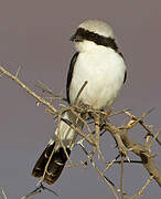 Grey-backed Fiscal