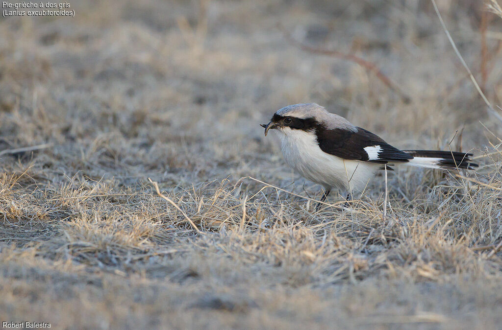 Grey-backed Fiscal