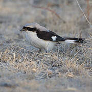 Grey-backed Fiscal