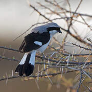 Grey-backed Fiscal