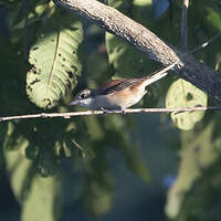 Pie-grièche à dos marron