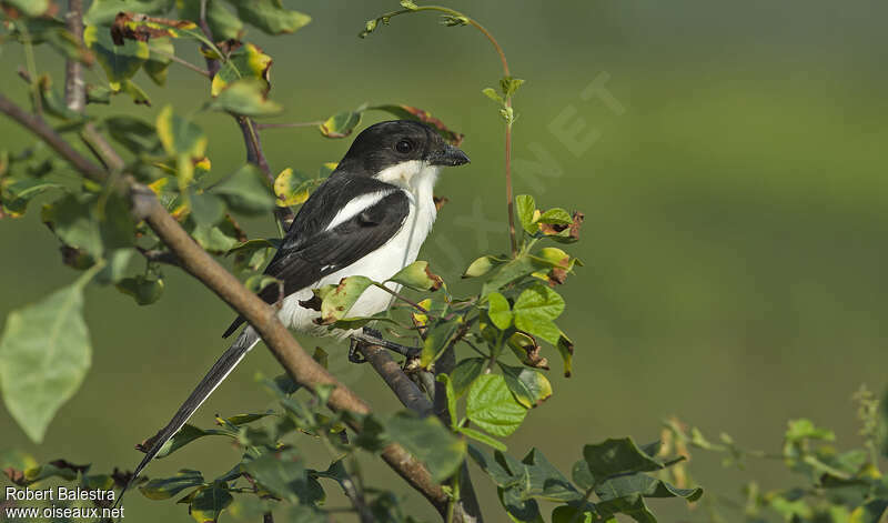 Pie-grièche à dos noiradulte, identification