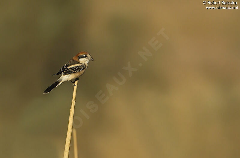 Woodchat Shrike