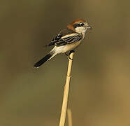 Woodchat Shrike