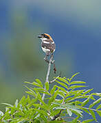 Woodchat Shrike