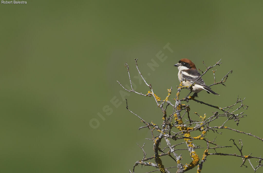 Woodchat Shrike male adult, eats