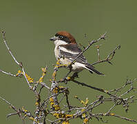 Woodchat Shrike