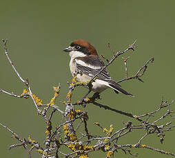 Pie-grièche à tête rousse