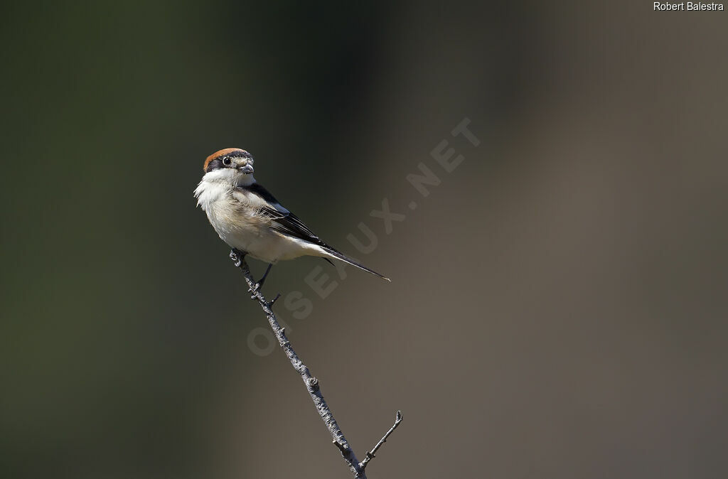 Woodchat Shrike male adult, eats