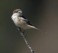 Woodchat Shrike