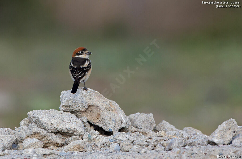 Woodchat Shrike