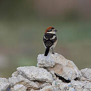 Woodchat Shrike