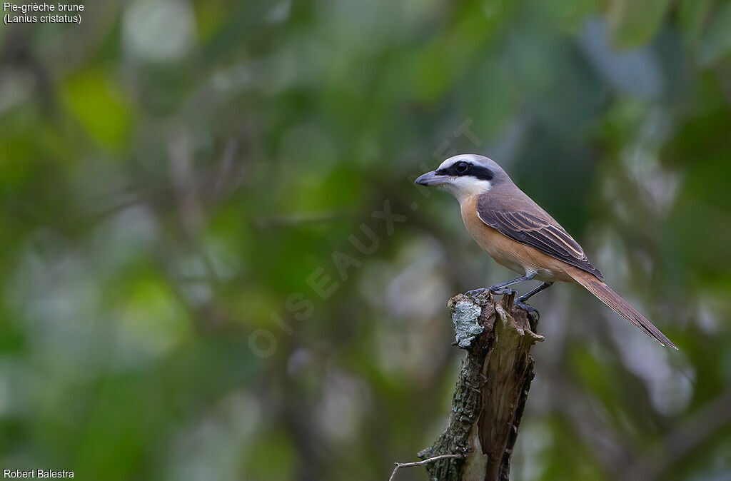 Brown Shrike