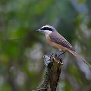 Brown Shrike