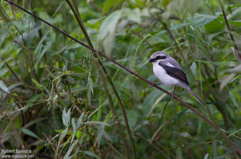 Pie-grièche de Mackinnon mâle adulte, identification